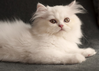 Adorable white Persian kitten