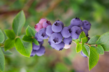 borówka amerykańska  © JoannaTkaczuk