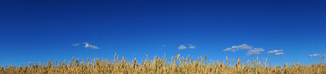 wheat on blue sky © Pink Badger