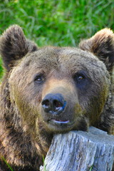 Ours des Pyrénées