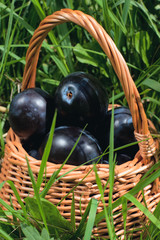 basket with plums