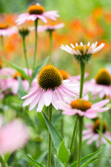 pink flower meadow background