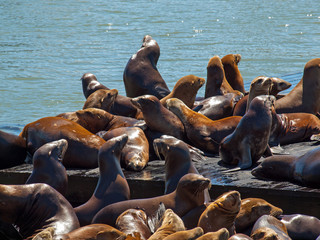 The Sea Lions of Pier 39 in San Francisco California USA