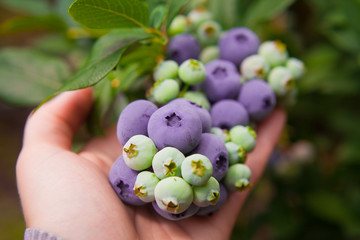 borówka amerykańska  © JoannaTkaczuk