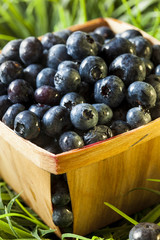Group of Organic Blueberries