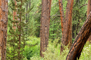 Obraz premium Dense Forest View