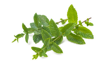 fresh mint leaves