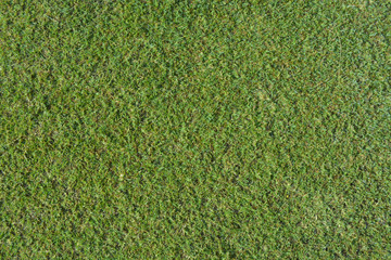 Fototapeta premium grass land