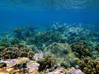 Fototapeta na wymiar Coral in the caribbean sea