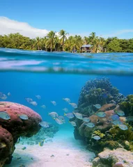 Zelfklevend Fotobehang Vrij duiken in Panama © dam