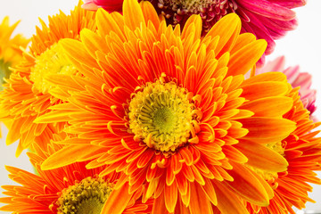 Gerbera Flowers close-up