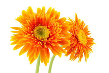 Gerbera flowers isolated on white