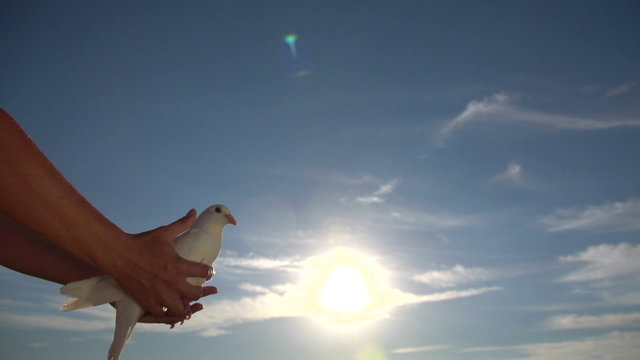 woman lets out pigeon into the sky, Slow Motion