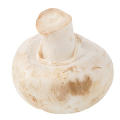 Champignon mushroom