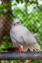 Pure white pigeon