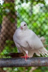 Obraz premium Pure white pigeon