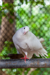 Pure white pigeon