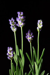 Lavender Flowers  on a black background