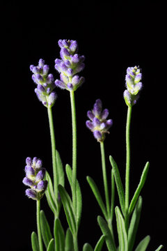 Fototapeta Lavender Flowers  on a black background