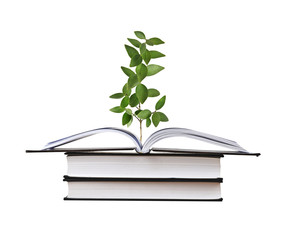 Sapling growing from book