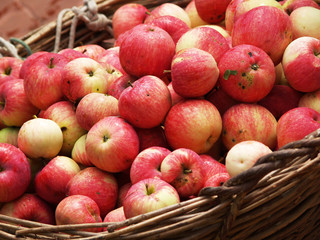 Naklejka na ściany i meble Many red apples in the wooden basket