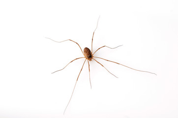 Insect