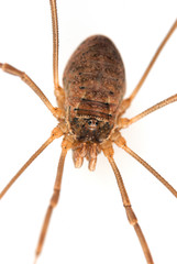 Insect