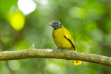Naklejka premium Black-headed Bulbul(Pycnonotus atriceps) in nature