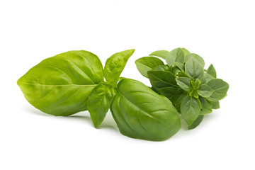 Basil.