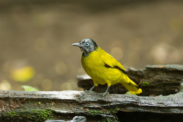 The portrait of Black-headed Bulbul(Pycnonotus atriceps)