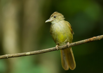 Grey-eyed Bulbul(Lole propinqua) catch on the tree in nature