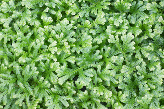 Selaginella Kraussiana