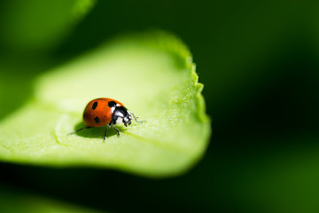 Ladybug on a leaf.