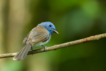 Turn back female Black-naped Monarch