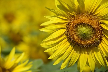 Sunflowers