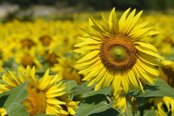 Sunflowers