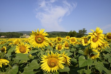 Sunflowers