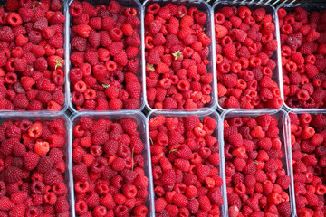 red berries of raspberry
