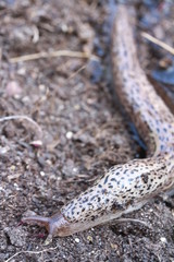 escargot sans coquille 1