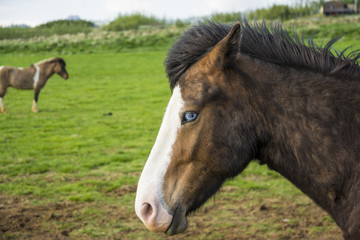 Naklejka na ściany i meble Blue eyed icelandic horse.Equus ferus caballus