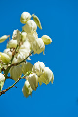 white flowers