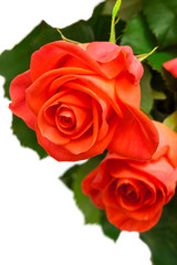 Fototapeta premium branch of roses