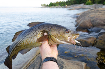 Obraz premium Cod fishing trophy