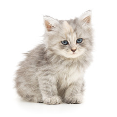 Kitten on a white background