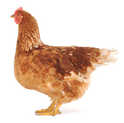 brown hen