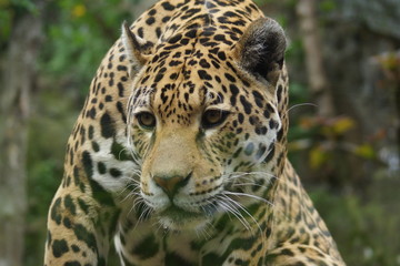 Naklejka na ściany i meble Jaguar - Panthera onca