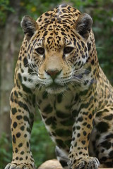 Fototapeta premium Jaguar - Panthera onca