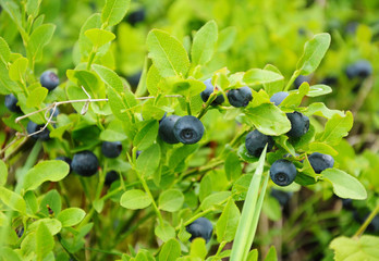 blueberry
