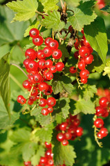 Branch of of ripe redcurrant growing lit with sunlight