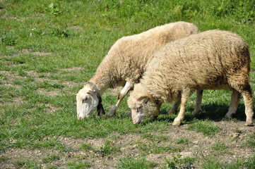 Fototapeta premium male and female sheeps